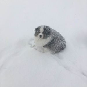 Meet your Posher, Suzie